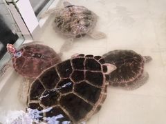海龟-广东惠东海龟国家级自然保护区