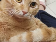 -艾吉宠物医院·疑难杂症转诊中心·猫友好(碧江路院)