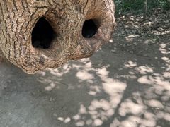 -上海佘山国家森林公园天马山园