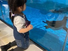 -帝企鹅自助餐厅•儿童岛•真企鹅(长隆企鹅酒店)