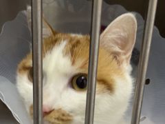 -中农国际动物医院24小时·猫科·骨科·急重症中心