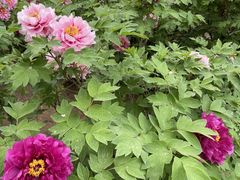 -石家庄市植物园