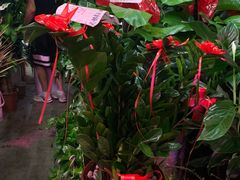 -花鸟鱼虫鲜花绿植市场(玉泉路店)