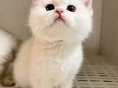 -lincat·猫舍(广州店)