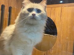 -叮叮猫咪生活馆