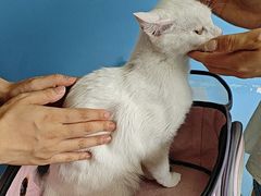 -瑞派福兴宠物医院犬猫全科·骨科·中西医结合(河东店)