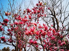 -重庆中央公园(渝北区)