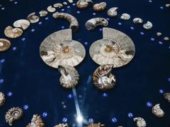 -青岛贝壳博物馆