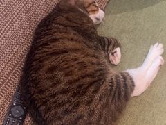 -御宝贝·A梦猫科宠物医院(国际猫友好医院)