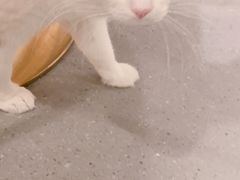-飞行喵MR PILOT|猫舍·猫咖(静安大融城店)