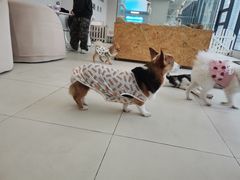 -怪兽屋·羊驼·猫咖·狗咖(俊华广场店)