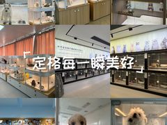 -翊宠yipet猫狗购宠庄园