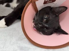 -瑞派康怡24h宠物医院·犬猫医疗中心·微创绝育(瑞景分院)