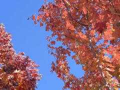 -北京西山国家森林公园