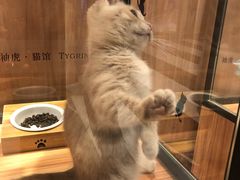 -袖虎·猫馆(体育西路店)