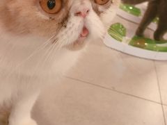 -三花喵·撸猫购宠·宠物生活馆(虹桥南丰城店)
