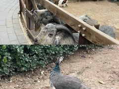 -静之湖度假区
