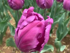 -洛阳郁金香牡丹园