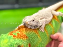 -FAIRYLAND龙族星球主题餐厅(凯丹广场店)