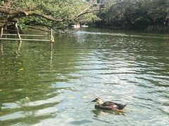-井之头恩赐公园