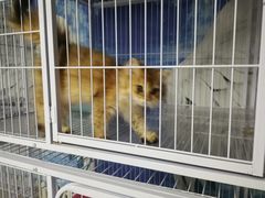 -喵百万·布偶·蓝金金渐层英短·猫舍(百子湾店)