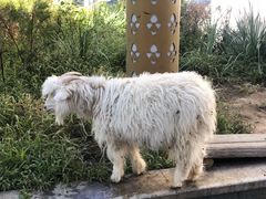 -白老大羊杂碎稍麦