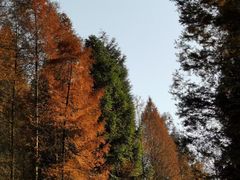 -山王坪喀斯特国家生态公园