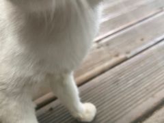 -西双版纳原始森林公园