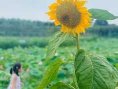 -武汉紫薇都市田园