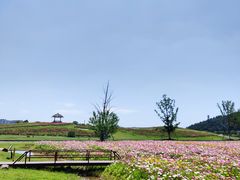 -径山花海
