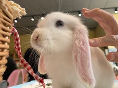 -RU DUCK柯尔鸭公社·撸鸭俱乐部·羊驼·小香猪