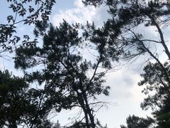 -羚羊峡古栈道森林公园