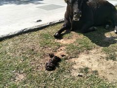 -同顺鹅庄(南华路店)