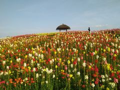 -径山花海