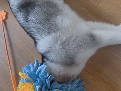 -Husky Go! 哈士奇体验馆·宠物咖啡厅狗咖