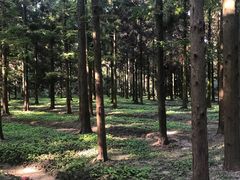 -东平国家森林公园