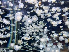 -太平洋海底世界