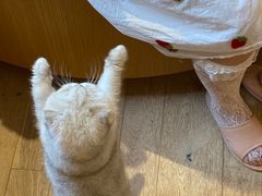 -CAT’S MEWSTAR CAFE·喵星球猫屋(晴湾咖啡店)