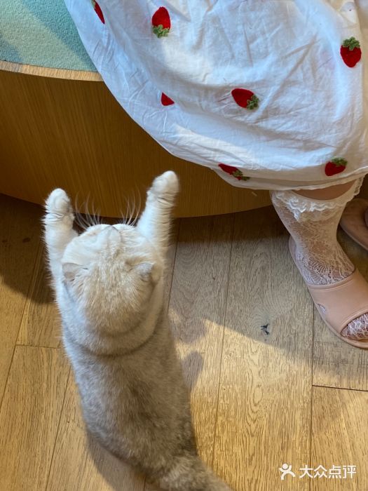 CAT’S MEWSTAR CAFE·喵星球猫屋(晴湾咖啡店)图片