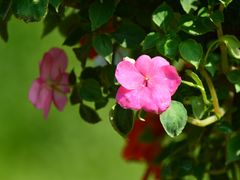 -东南花都花博园