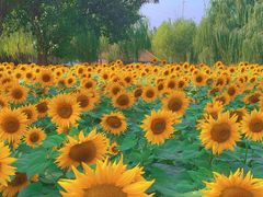 -长白岛森林公园