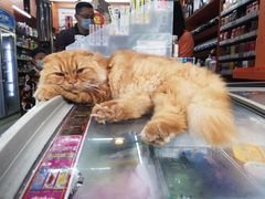 -成裕雪糕店(士多店)