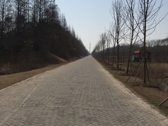 林荫大道-上海海湾国家森林公园