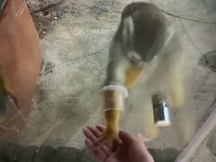 -萌宠奇缘