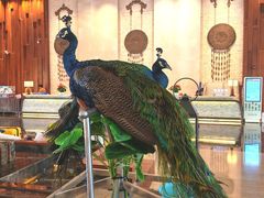 -西双版纳融创皇冠假日度假酒店