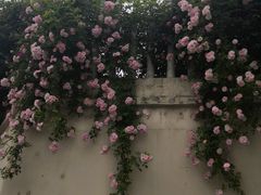 -荣昌花园