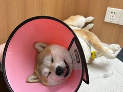 -联合动物医院(光谷诊疗中心)