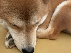 -柴の食堂·日式家庭料理·熊之肆(大学路店)