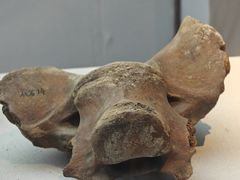 -安阳博物馆