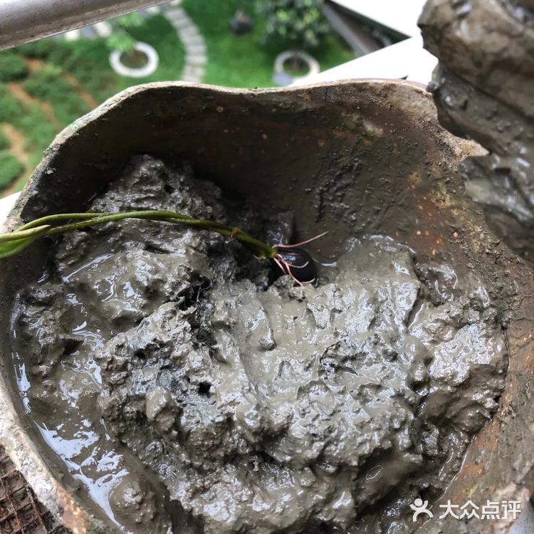 碗莲的简易种植